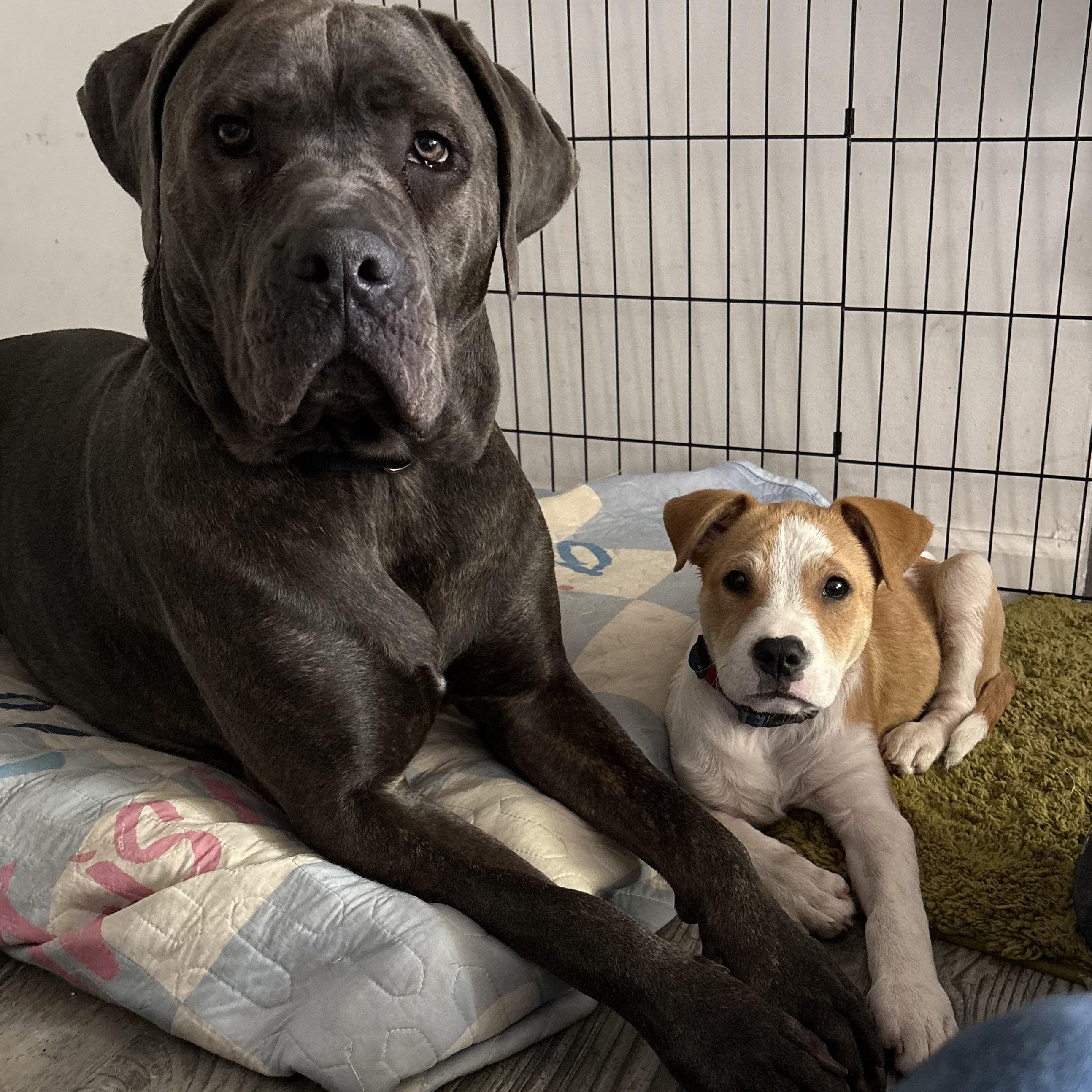 Shaggy, an adopted mixed breed in Napa, CA image 6/6