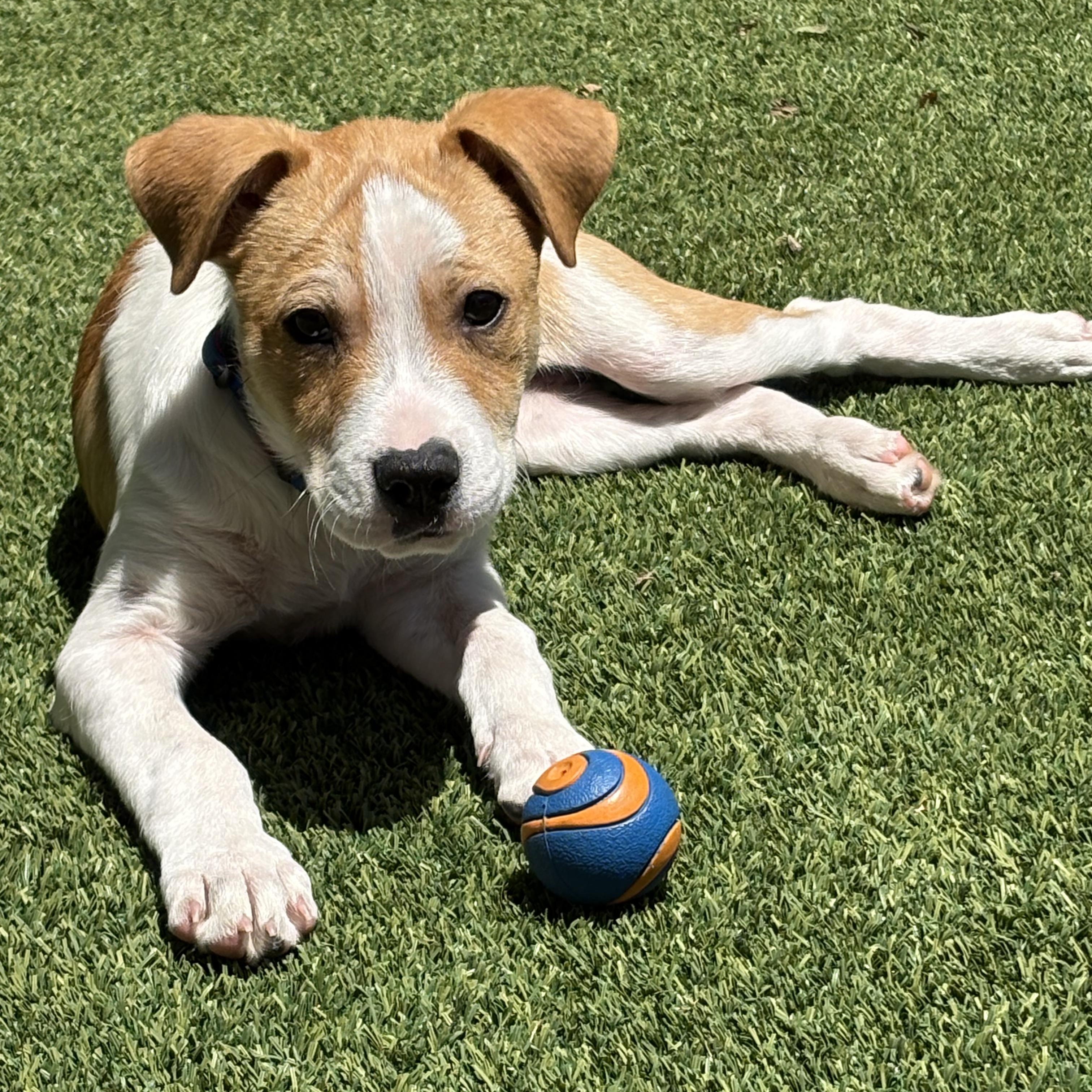 Shaggy, adopted, Puppy Male Pit Bull Terrier.