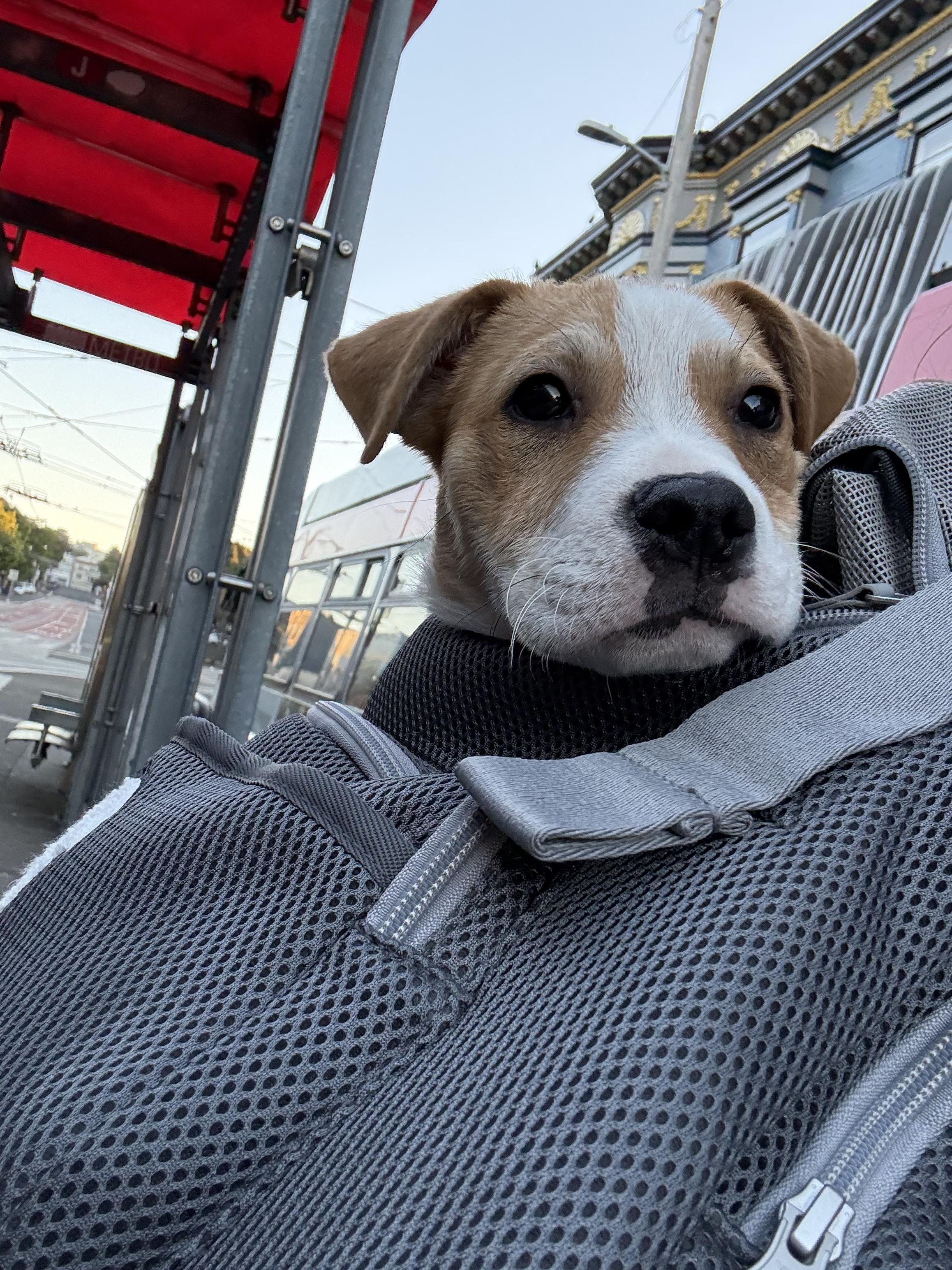 Shaggy, an adopted mixed breed in Napa, CA image 5/6