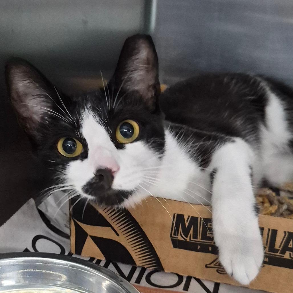 Enlarge Smokey, a Adoptable Domestic Short Hair in Vieques, PR image 1/1