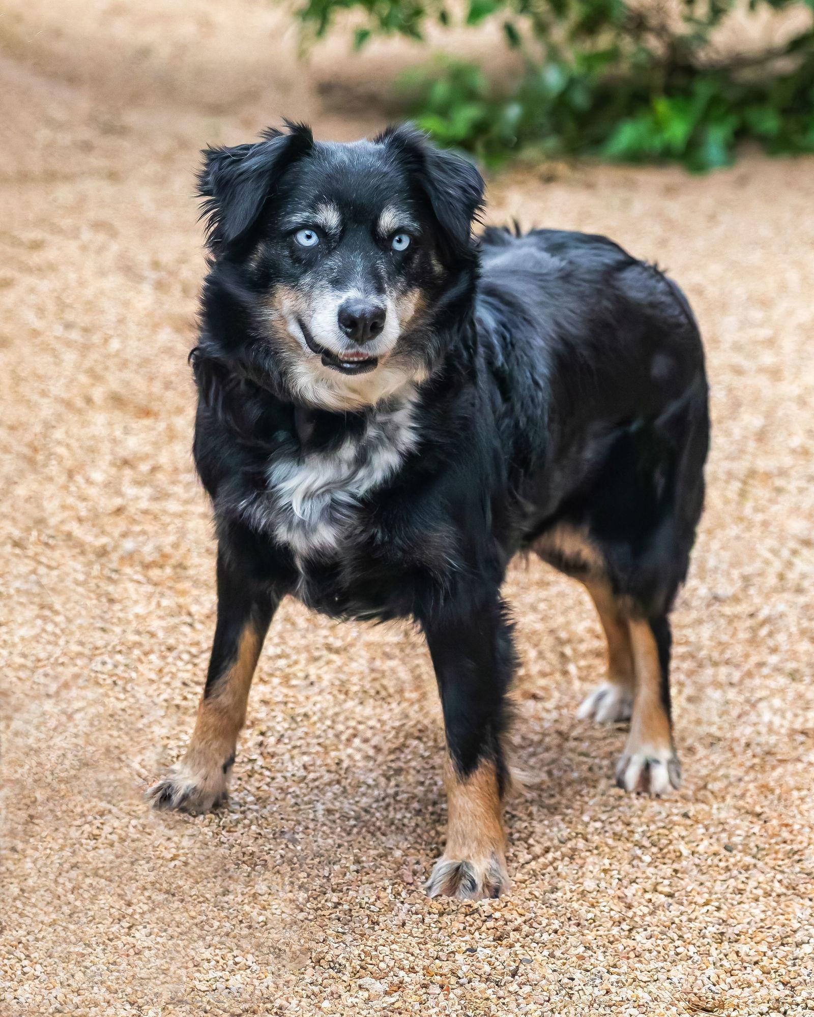 NORA, Adoptable, Young Female Australian Shepherd.