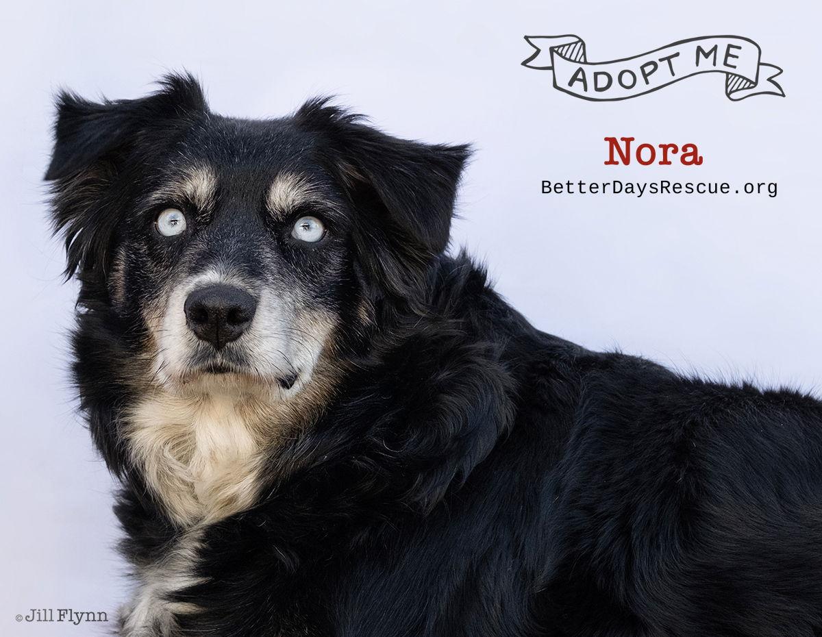 Enlarge NORA, a Adoptable Australian Shepherd in Scottsdale, AZ image 2/3