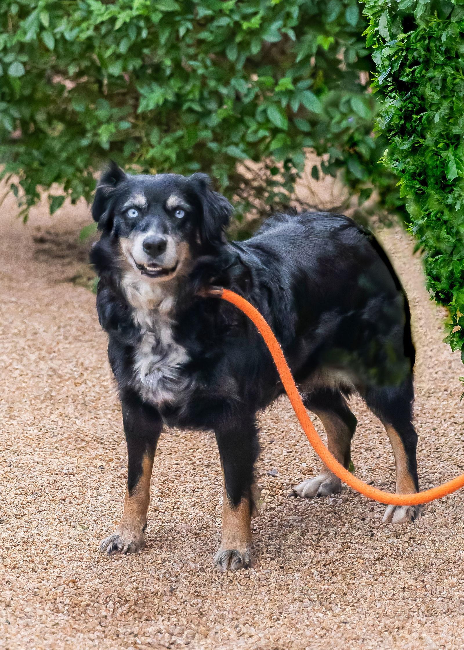 Enlarge NORA, a Adoptable Australian Shepherd in Scottsdale, AZ image 3/3