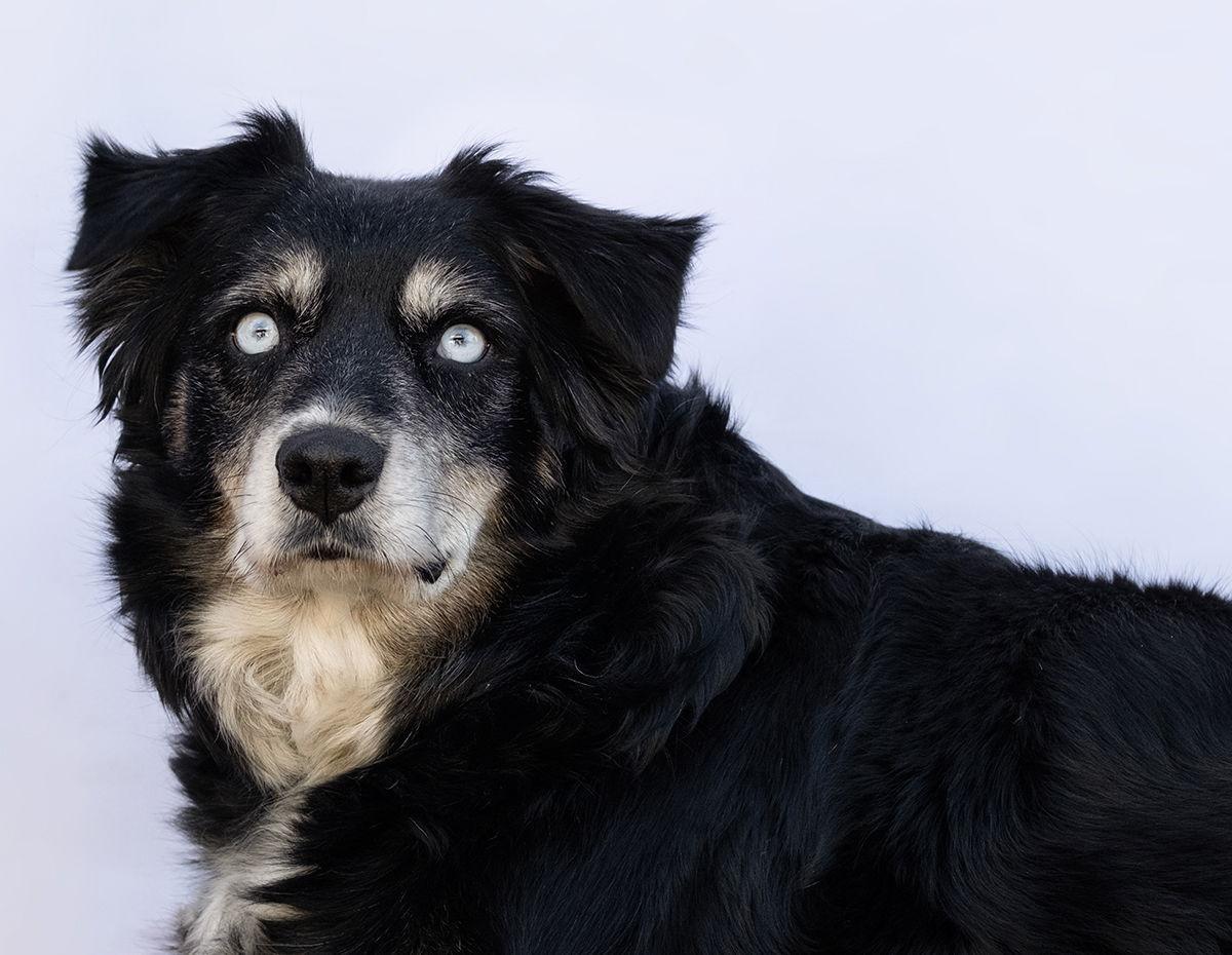 Enlarge NORA, a Adoptable Australian Shepherd in Scottsdale, AZ image 3/3