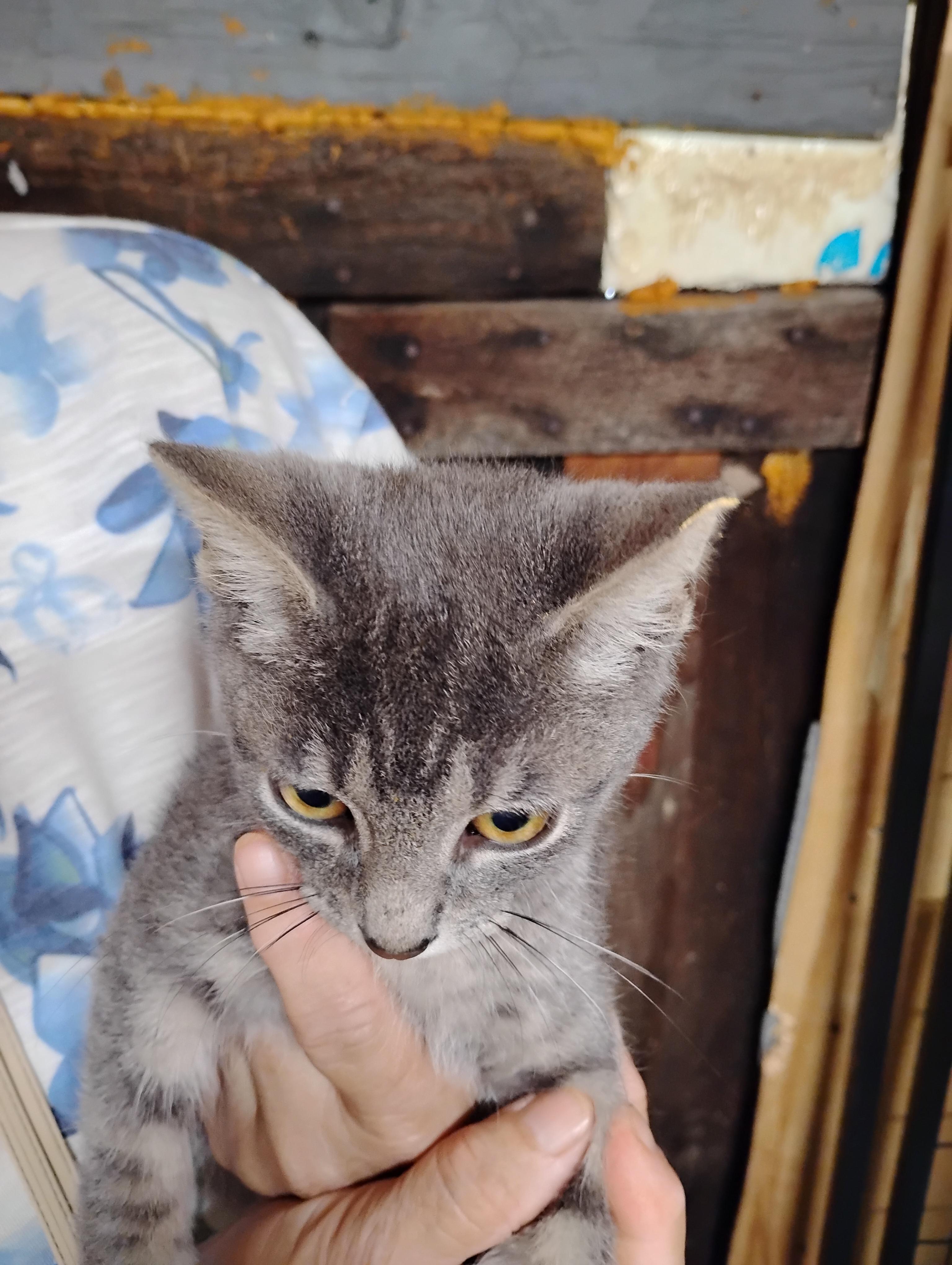 King Tut, Adoptable, Kitten Male Domestic Short Hair.