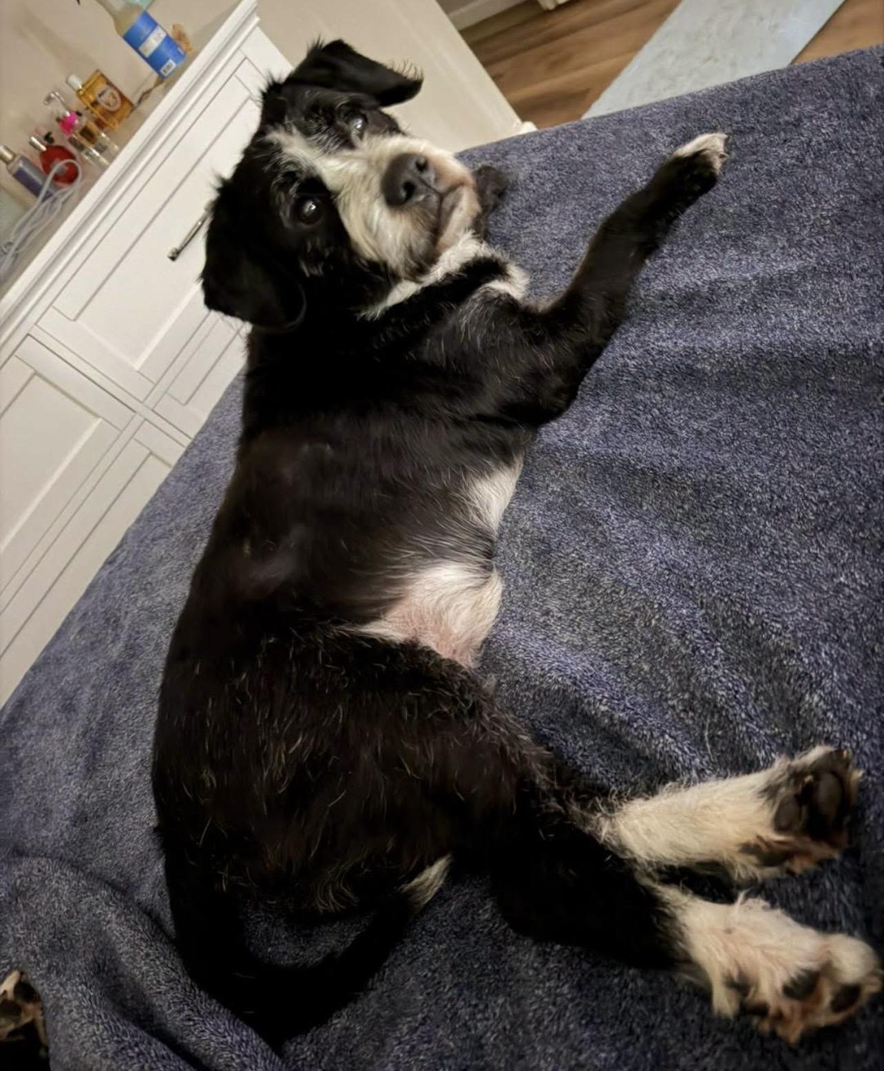 Enlarge Arthur, a Adoptable mixed breed in Soldotna, AK image 3/3