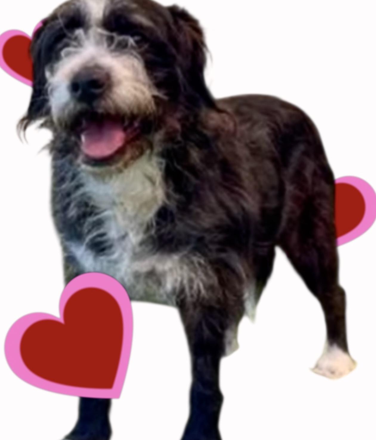 Arthur, a Adoptable mixed breed in Soldotna, AK image 2/2