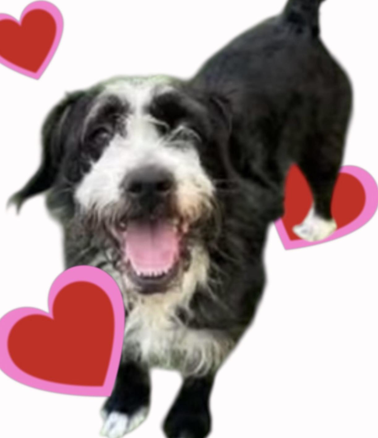 Arthur, a Adoptable mixed breed in Soldotna, AK image 1/2