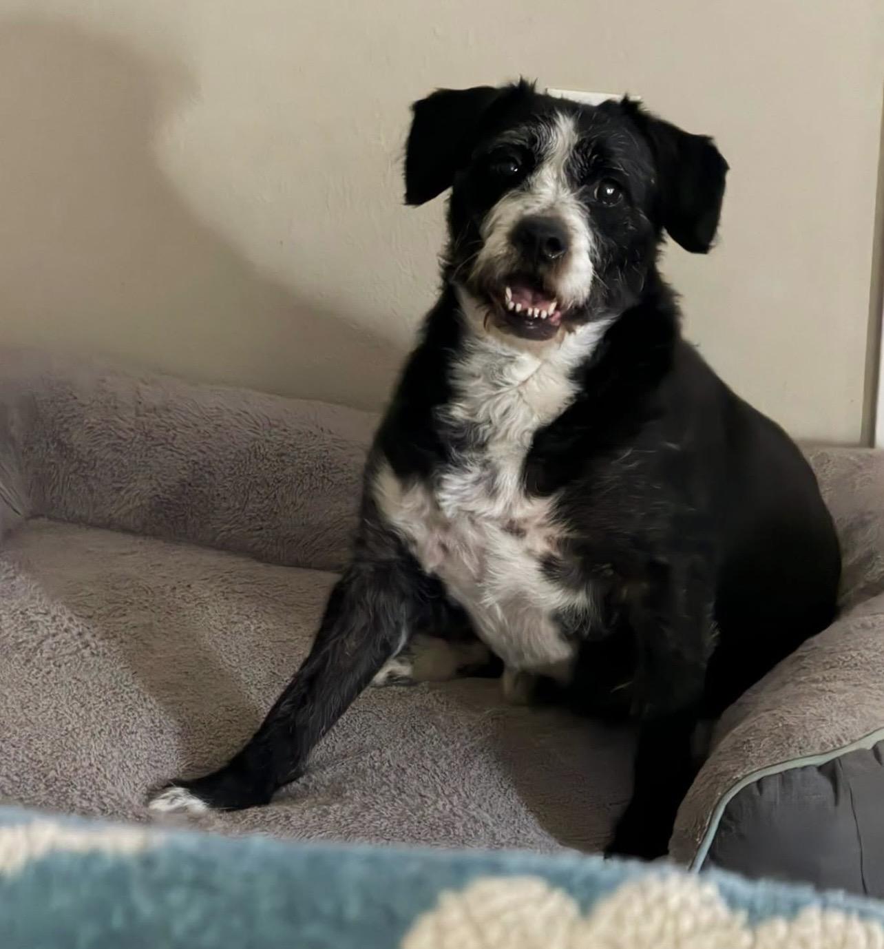 Enlarge Arthur, a Adoptable mixed breed in Soldotna, AK image 2/3
