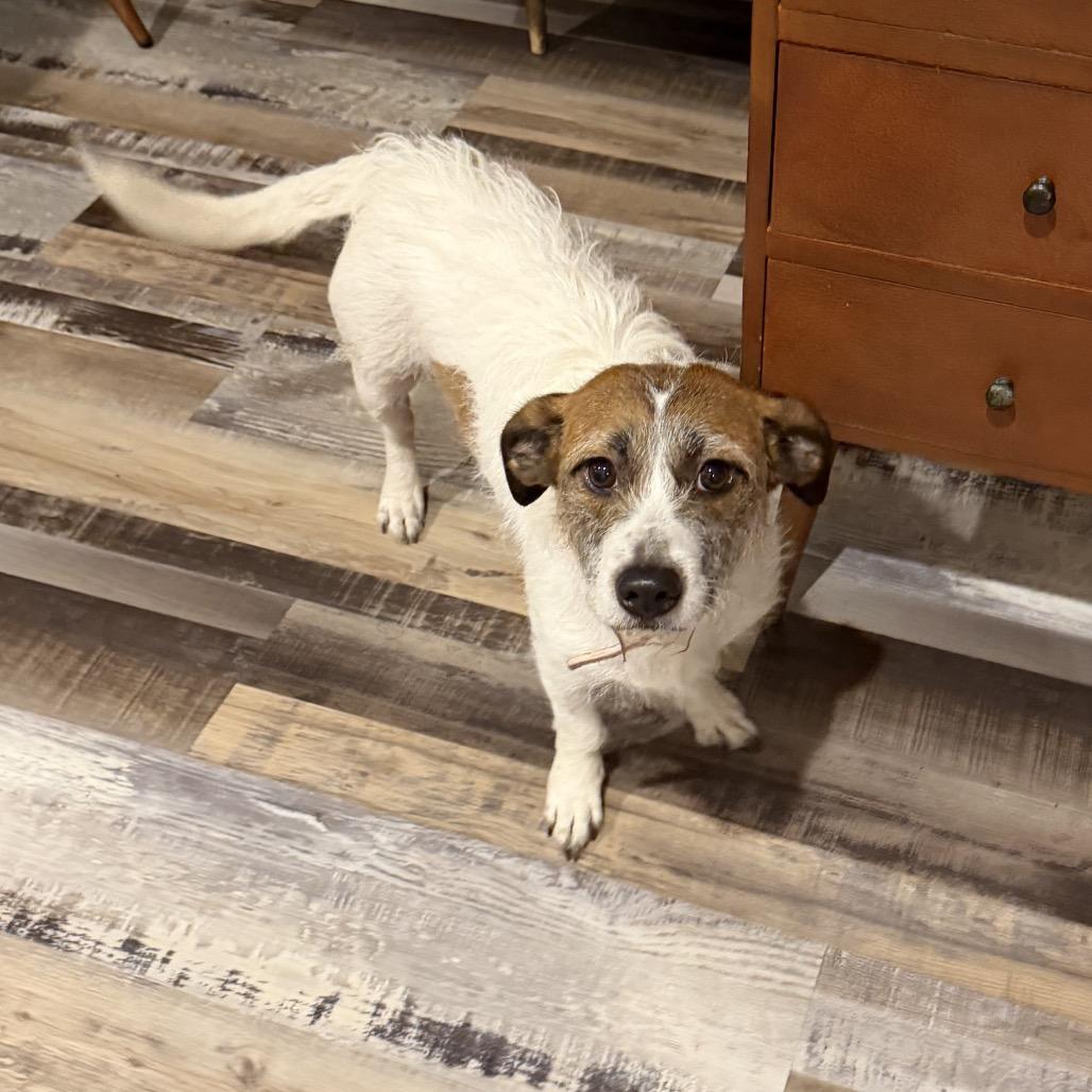 Enlarge Jenny, a Adoptable Rat Terrier in Fond Du Lac, WI image 1/3