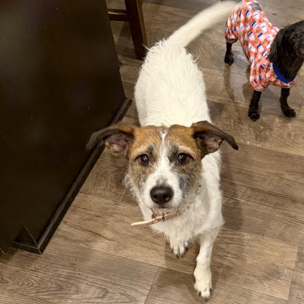 Enlarge Jenny, a Adoptable Rat Terrier in Fond Du Lac, WI image 2/3