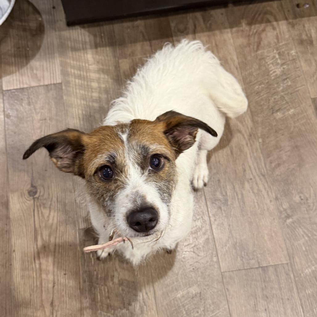 Enlarge Jenny, a Adoptable Rat Terrier in Fond Du Lac, WI image 3/3