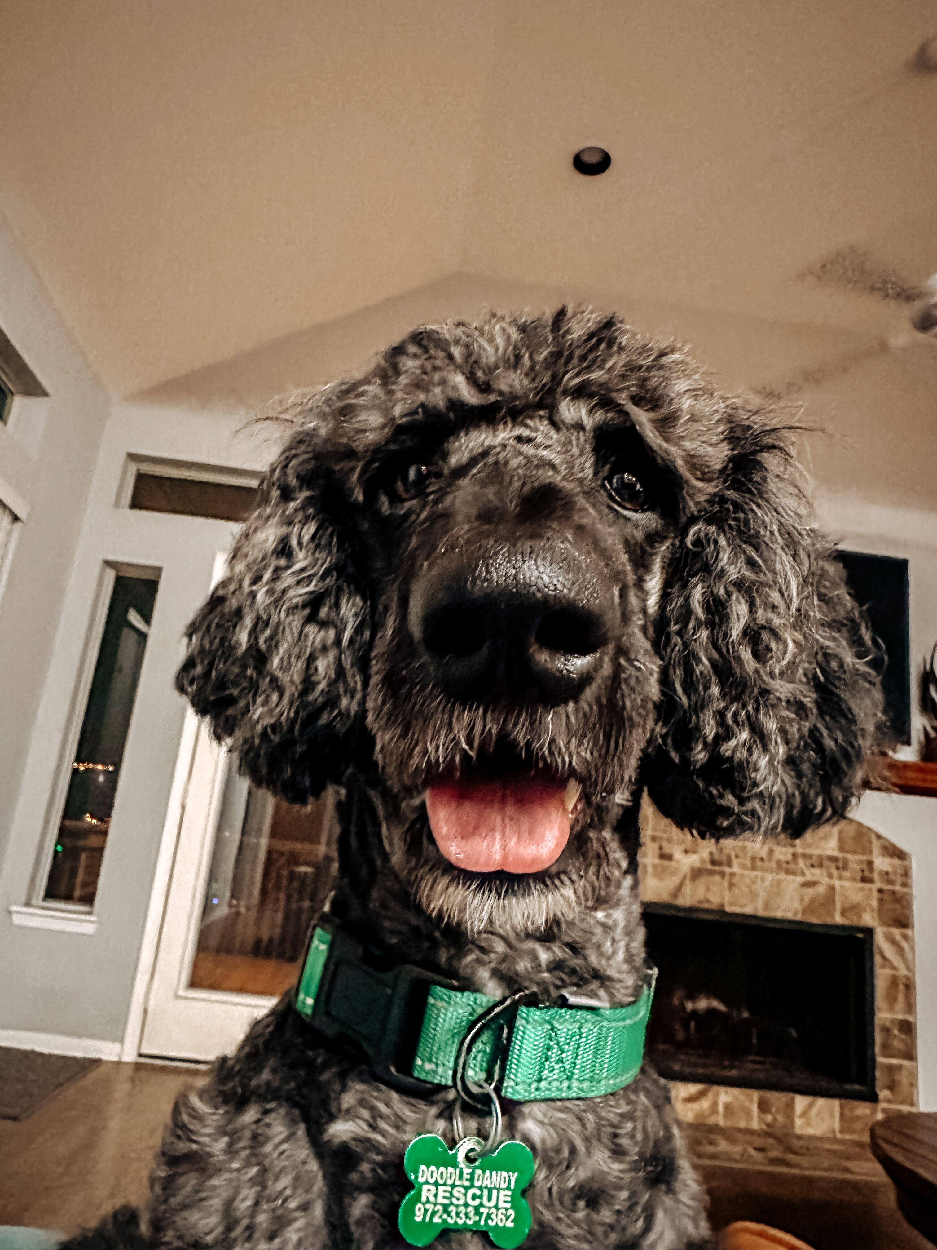 Remington James, ADOPTABLE, Adult Male Goldendoodle.