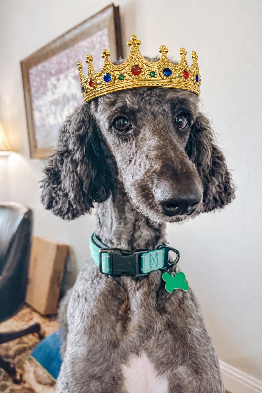 Enlarge Remington James, a ADOPTABLE Goldendoodle in Garland, TX image 3/5