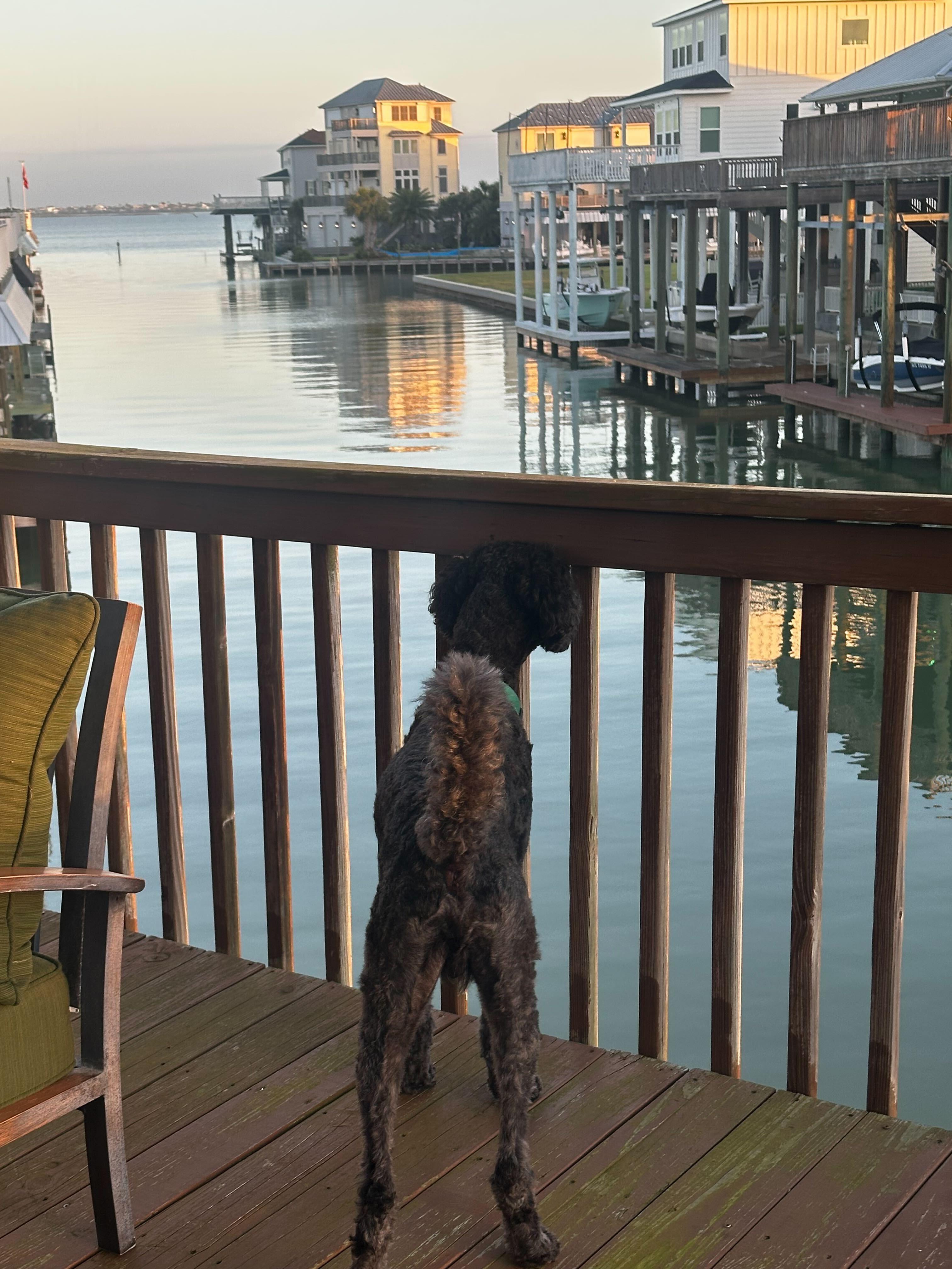 Enlarge Remington James, a ADOPTABLE Goldendoodle in Garland, TX image 5/5