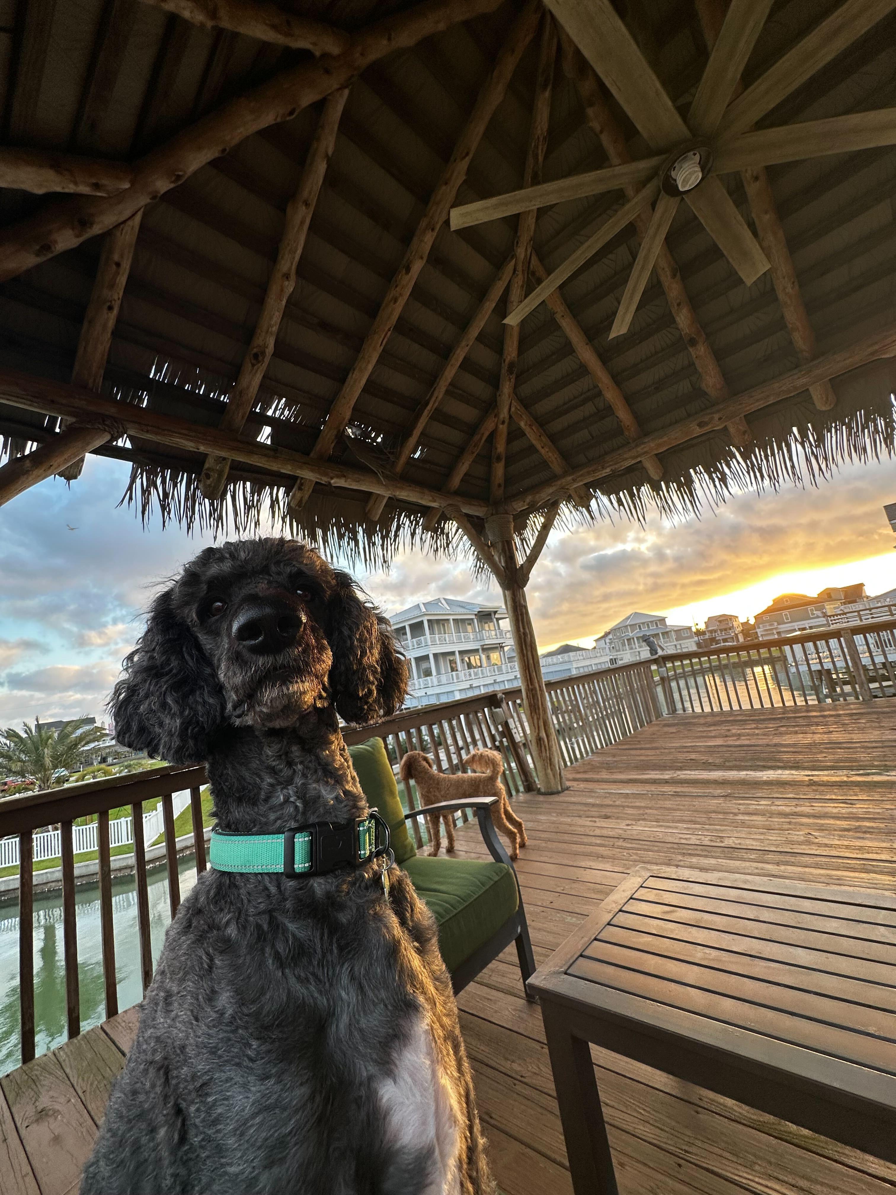 Enlarge Remington James, a ADOPTABLE Goldendoodle in Garland, TX image 4/5