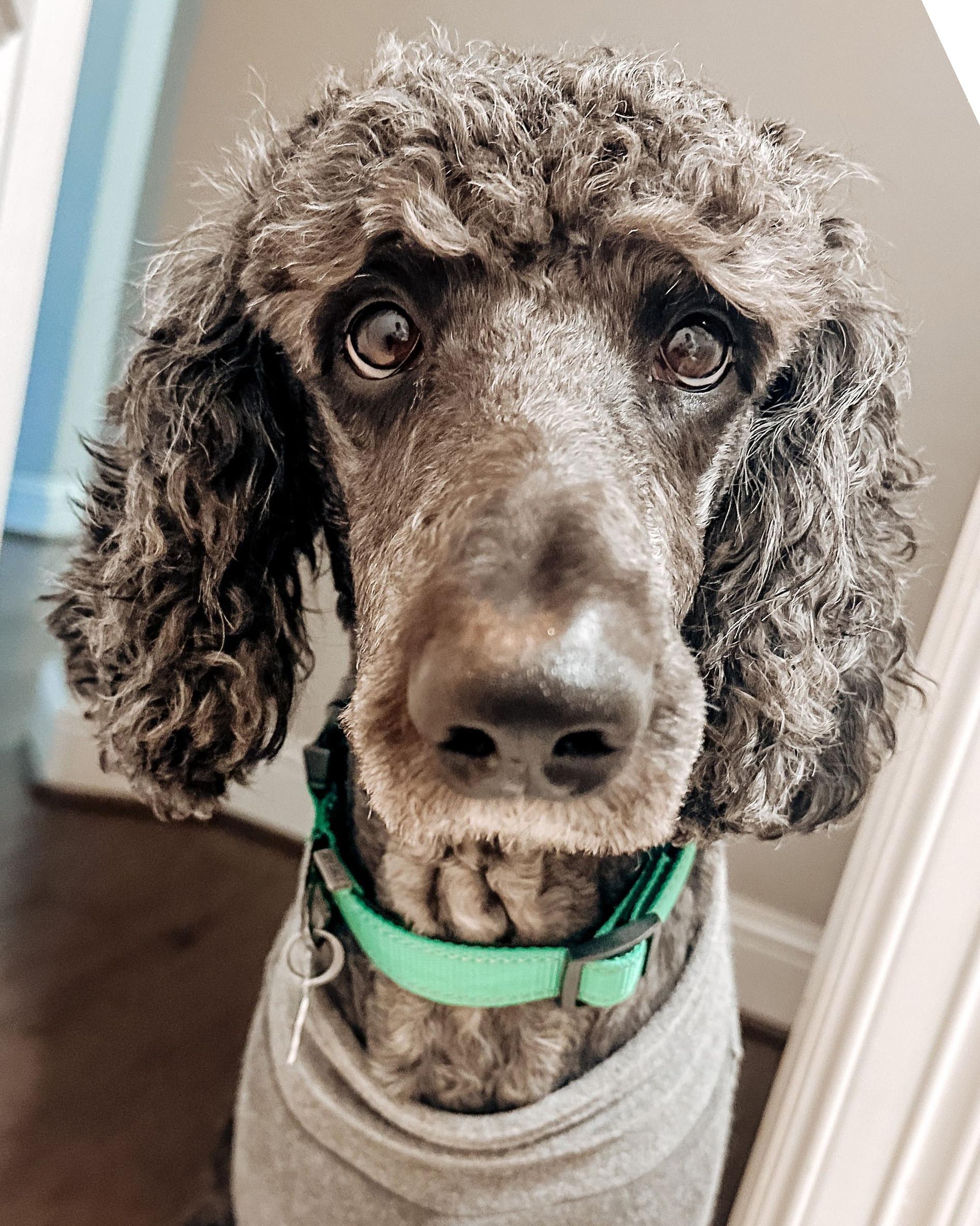 Enlarge Remington James, a ADOPTABLE Goldendoodle in Garland, TX image 2/5