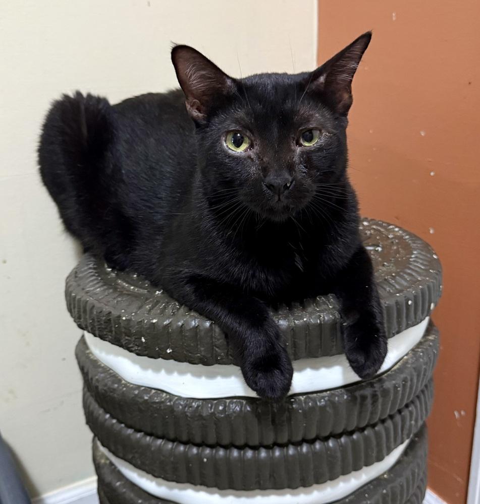 Castor, Adoptable, Adult Male Domestic Short Hair.