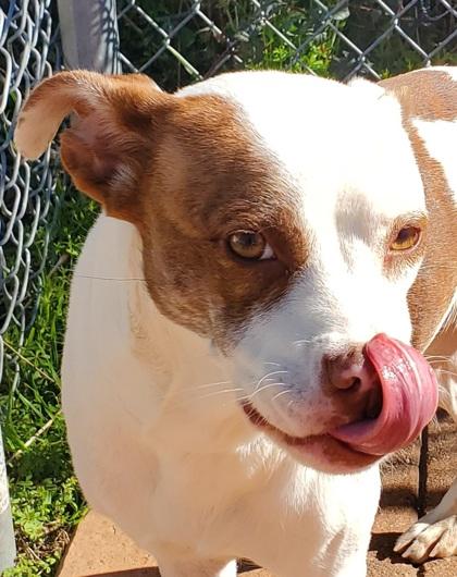 Enlarge Anya, a Adoptable mixed breed in Shreveport, LA image 1/3