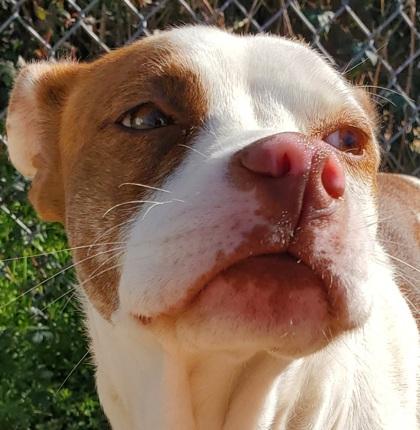 Enlarge Anya, a Adoptable mixed breed in Shreveport, LA image 2/3