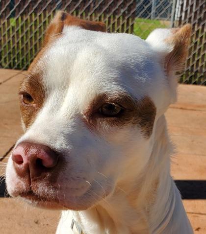 Enlarge Anya, a Adoptable mixed breed in Shreveport, LA image 3/3