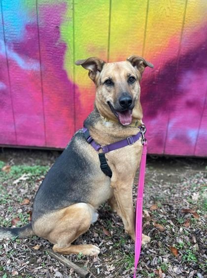 Rumby, Adoptable, Adult Male Retriever.