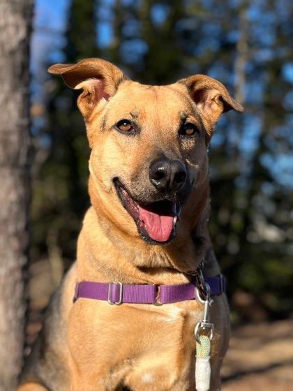 Rumby, a Adoptable mixed breed in Annapolis, MD image 2/13