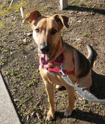 Rumby, a Adoptable mixed breed in Annapolis, MD image 4/13