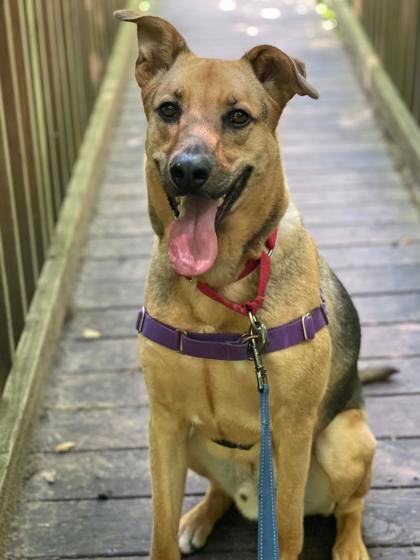 Rumby, a Adoptable mixed breed in Annapolis, MD image 5/13
