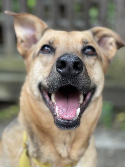 Rumby, a Adoptable mixed breed in Annapolis, MD image 1/5