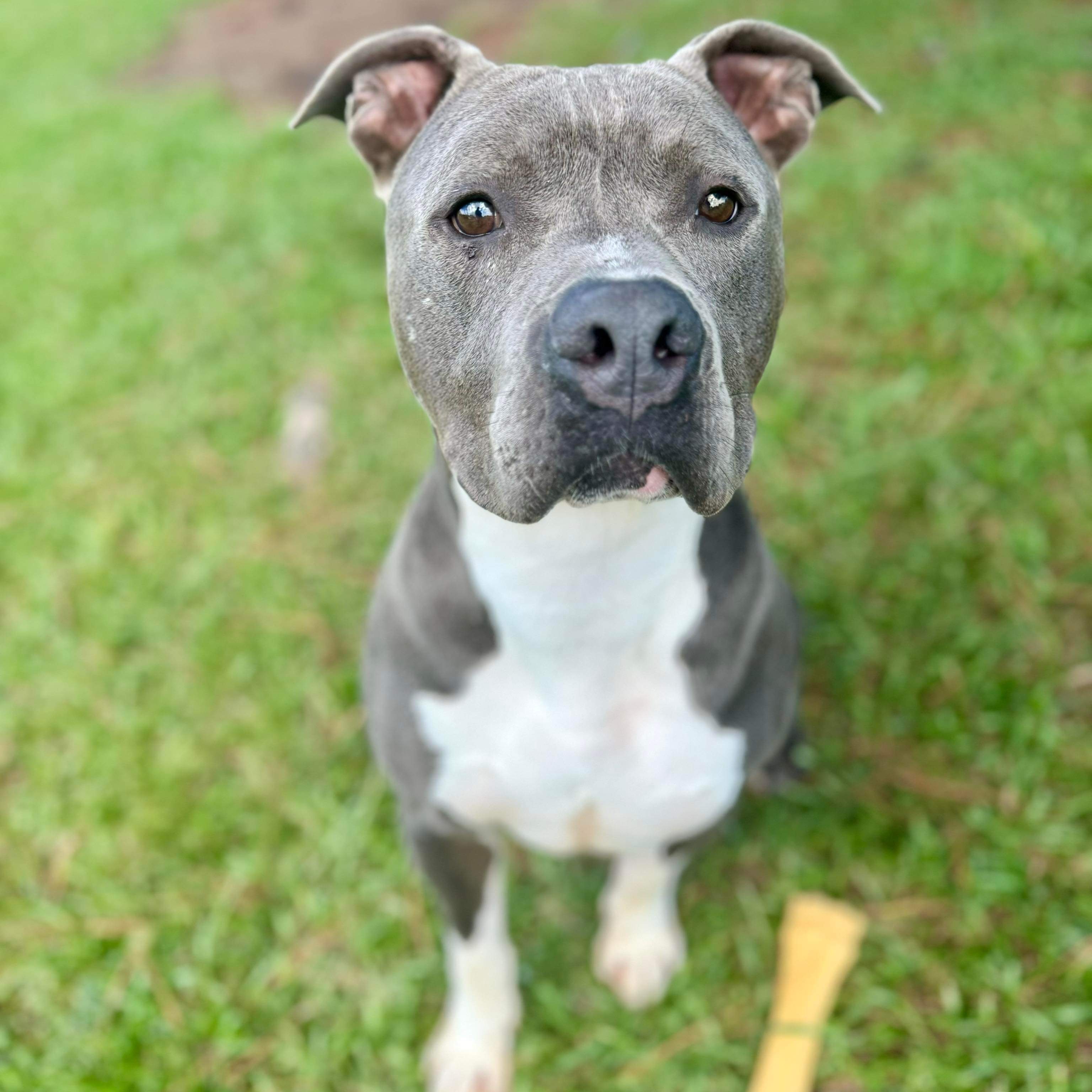 Wonkie, a Adoptable Mixed Breed in Myrtle Beach, SC image 2/6