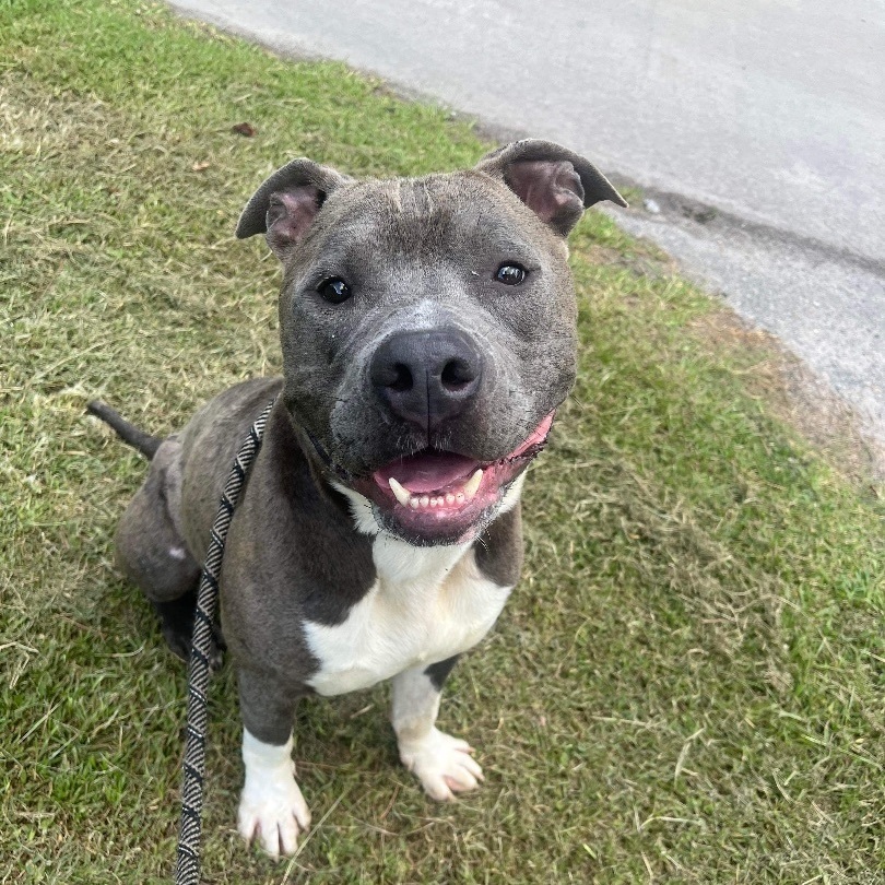 Wonkie, a Adoptable Mixed Breed in Myrtle Beach, SC image 1/6