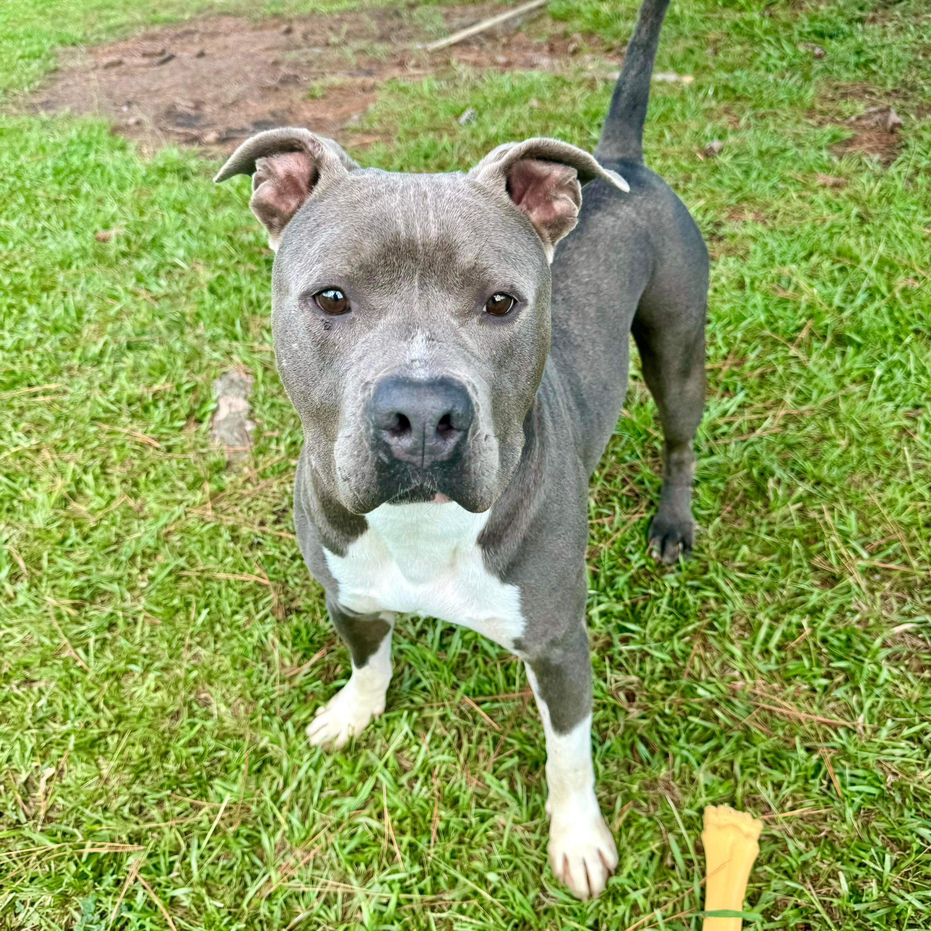 Wonkie, a Adoptable Mixed Breed in Myrtle Beach, SC image 5/6