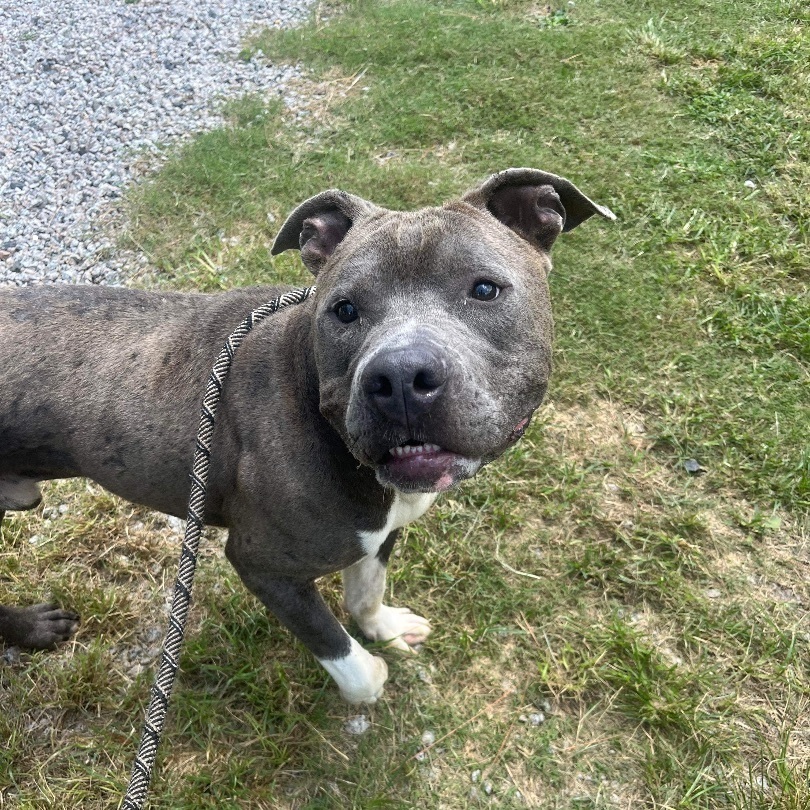 Wonkie, a Adoptable Mixed Breed in Myrtle Beach, SC image 4/6