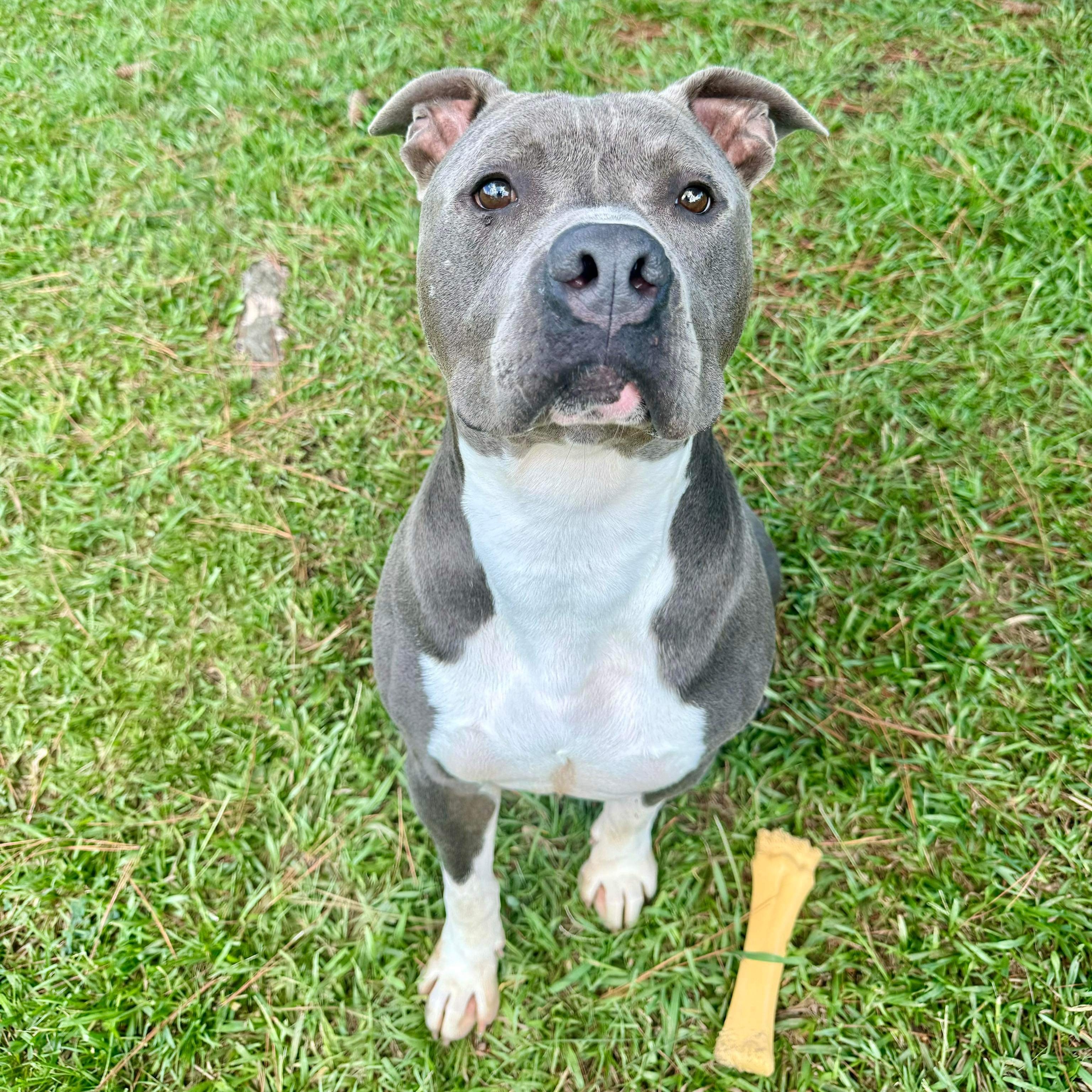 Wonkie, a Adoptable Mixed Breed in Myrtle Beach, SC image 3/6