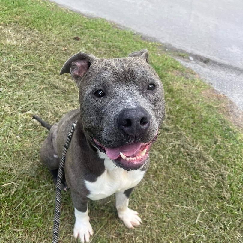 Wonkie, a Adoptable Mixed Breed in Myrtle Beach, SC image 6/6