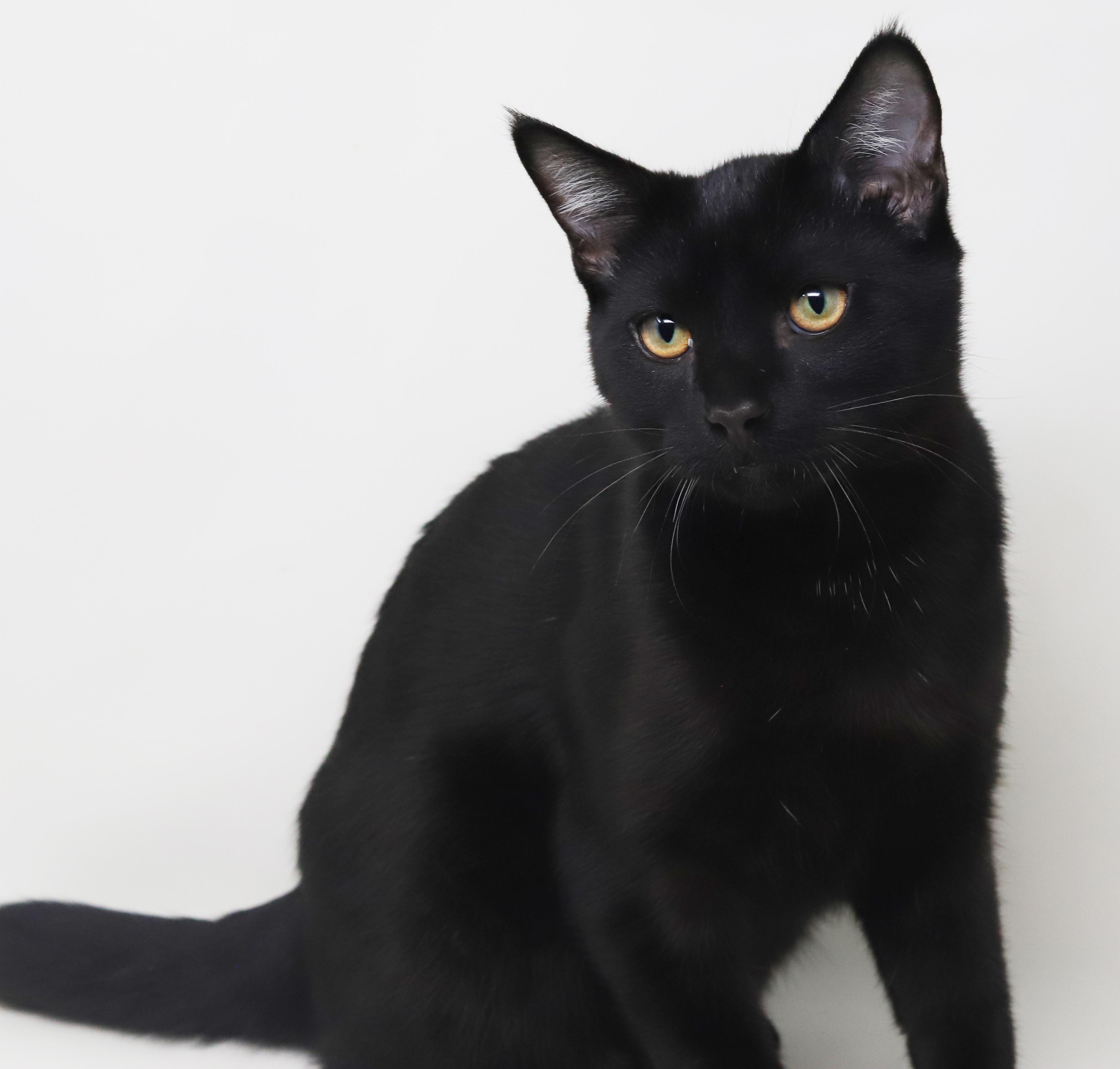 Germany is our GOOFY snuggle boy! BOBTAIL and LO SHED - VIDEOS!!  Bond with Holland!!