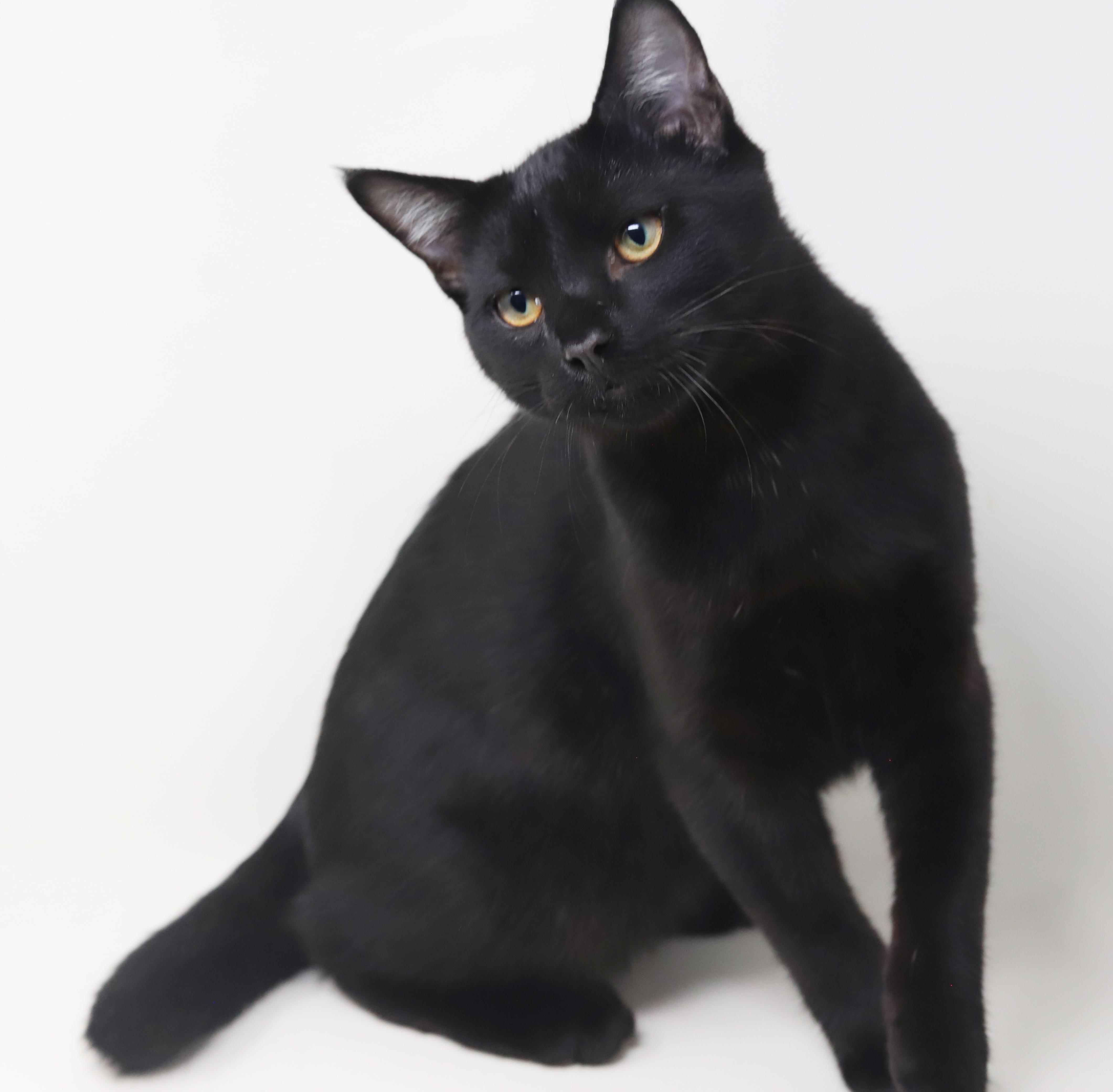 Germany is our GOOFY snuggle boy! BOBTAIL and LO SHED - VIDEOS!! Bond with Holland!!, a Adoptable mixed breed in Bedford Hills, NY image 1/6