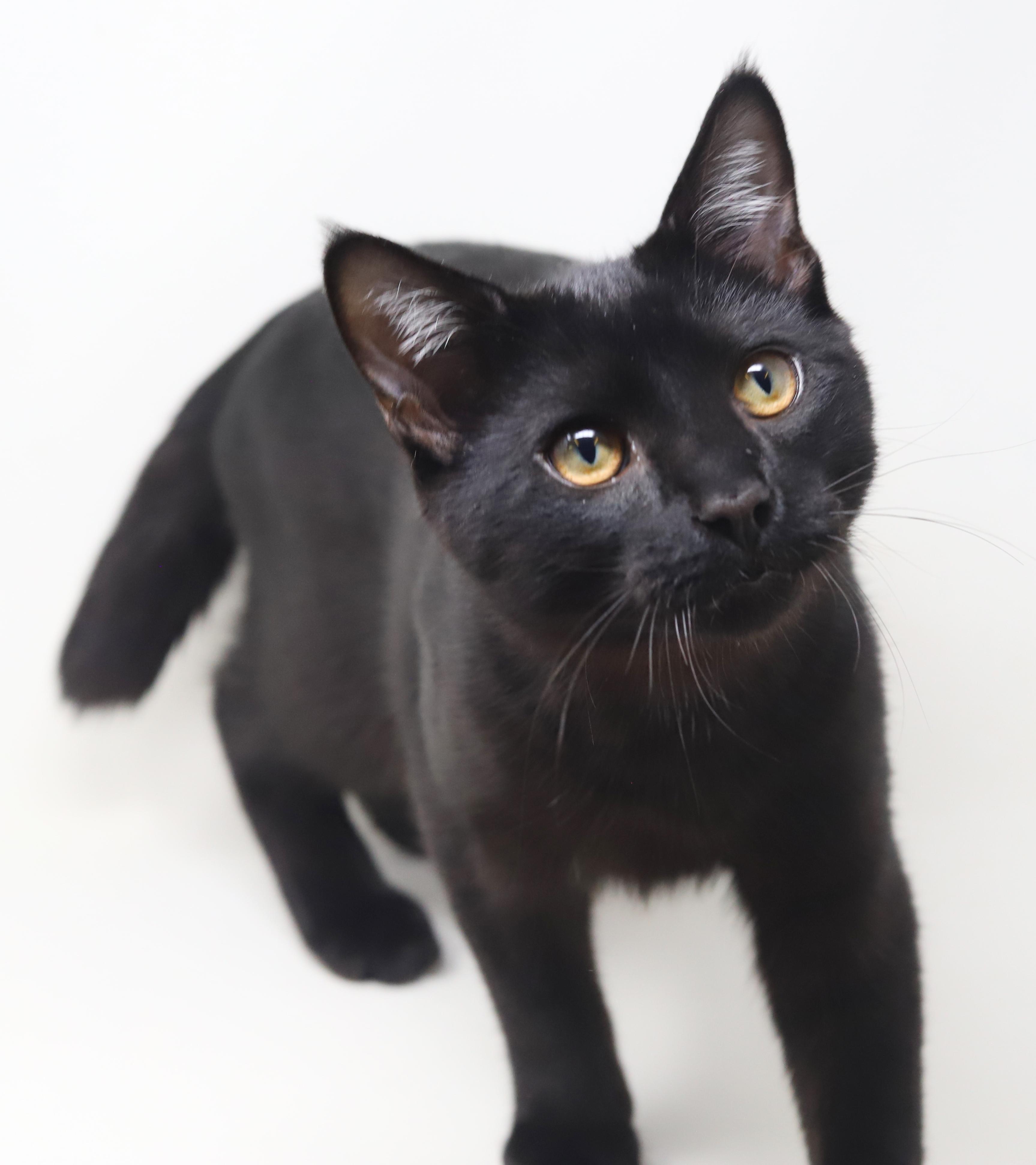 Germany is our GOOFY snuggle boy! BOBTAIL and LO SHED - VIDEOS!!  Bond with Holland!!