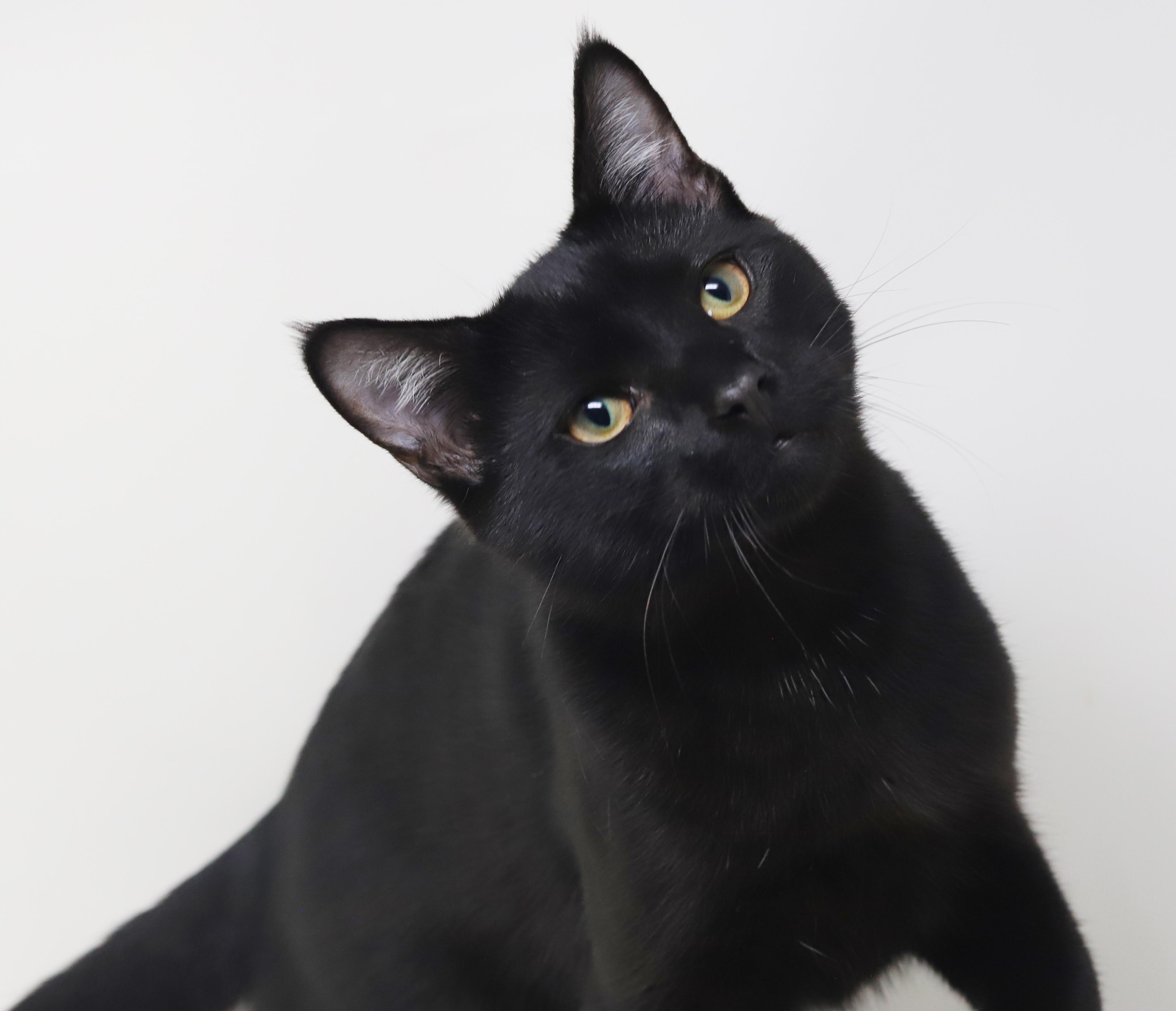 Germany is our GOOFY snuggle boy! BOBTAIL and LO SHED - VIDEOS!!  Bond with Holland!!