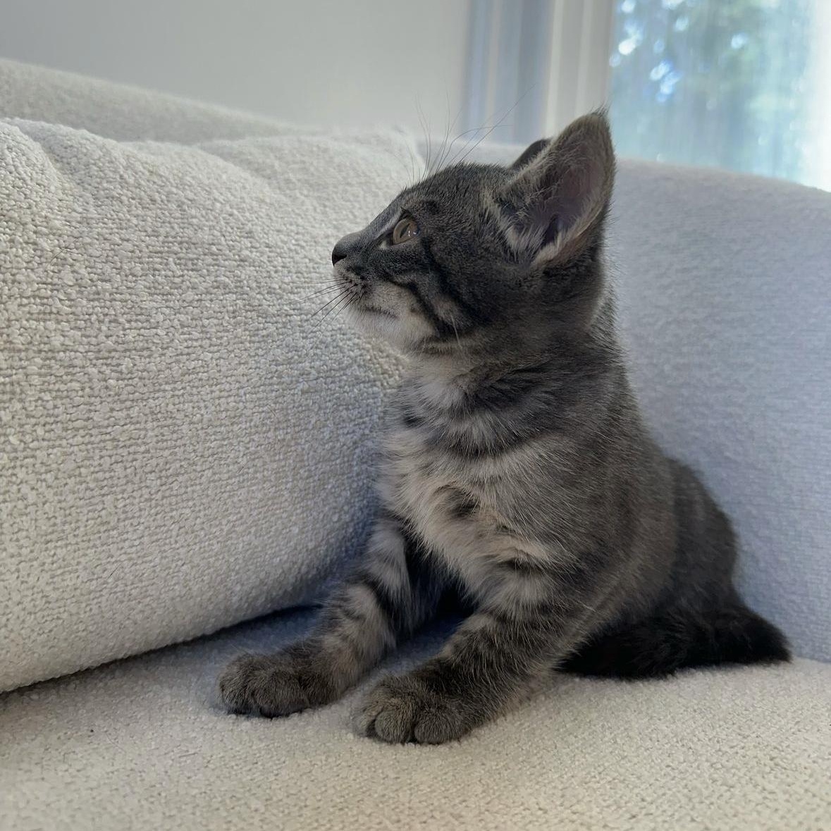 Enlarge Tilbury, a Adopted Domestic Short Hair in Ramsey, NJ image 2/4