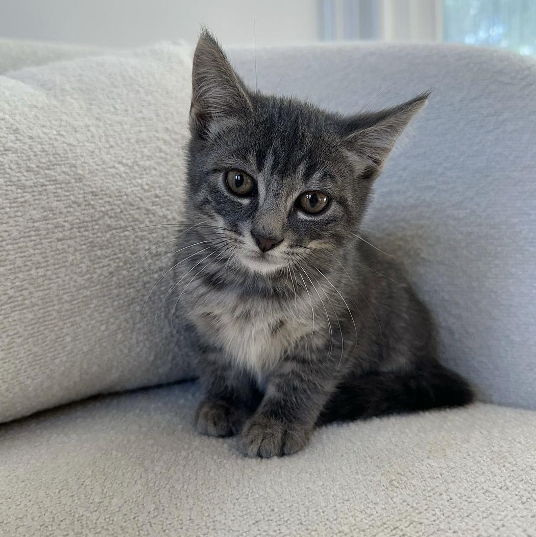 Enlarge Tilbury, a Adopted Domestic Short Hair in Ramsey, NJ image 3/4