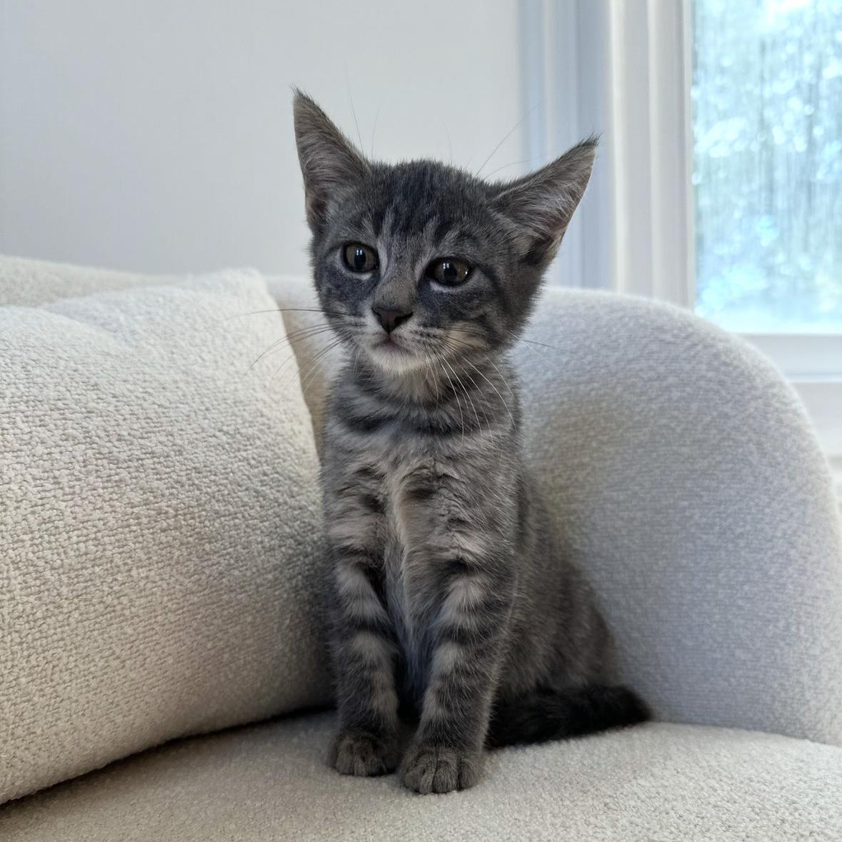 Tilbury, Adopted, Kitten Male Domestic Short Hair.