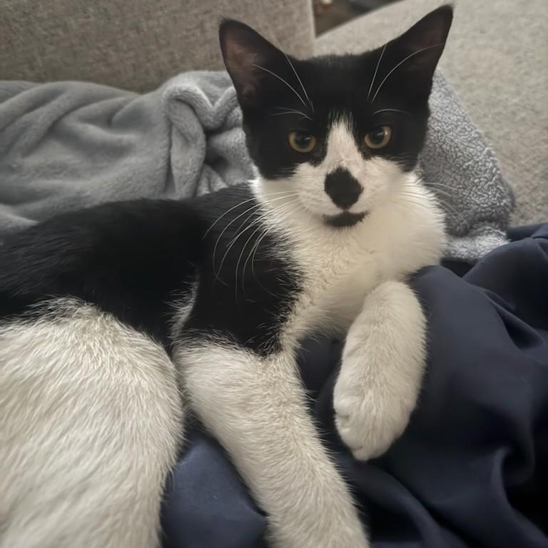 Lincoln, Adoptable, Young Male Domestic Short Hair.