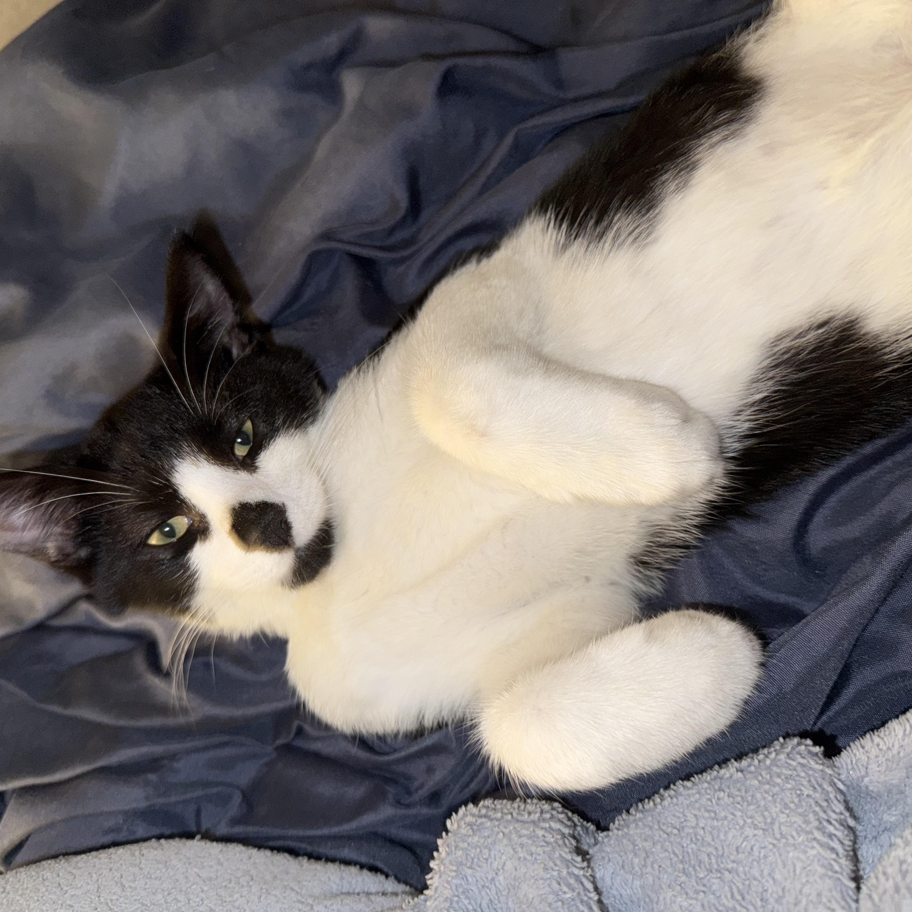 Enlarge Lincoln, a Adoptable mixed breed in Germansville, PA image 2/5