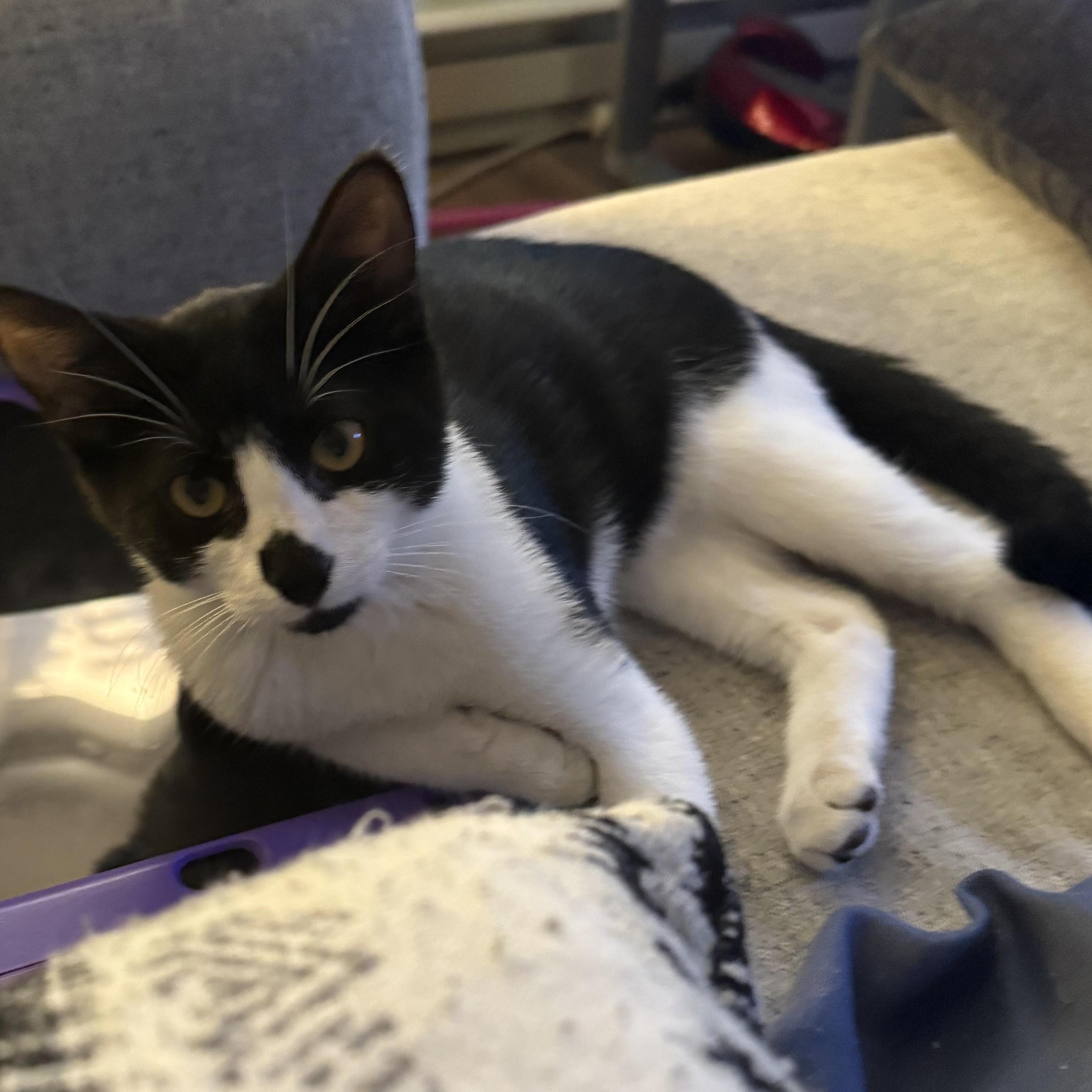 Enlarge Lincoln, a Adoptable mixed breed in Germansville, PA image 3/5