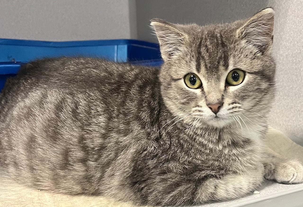 Enlarge Tinky Winky, a ADOPTABLE Domestic Short Hair in Webster City, IA image 1/1