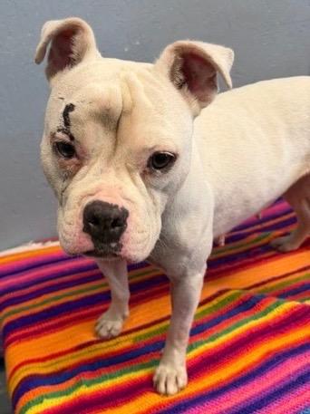 Purity 26, Adoptable, Adult Female Terrier.