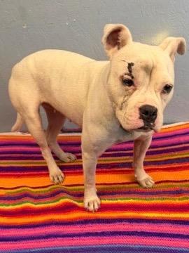 Enlarge Purity 26, a Adoptable mixed breed in Brookhaven, MS image 2/6