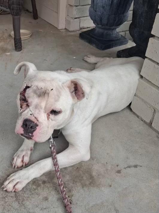 Enlarge Purity 26, a Adoptable mixed breed in Brookhaven, MS image 3/6
